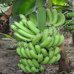Green Organic Banana